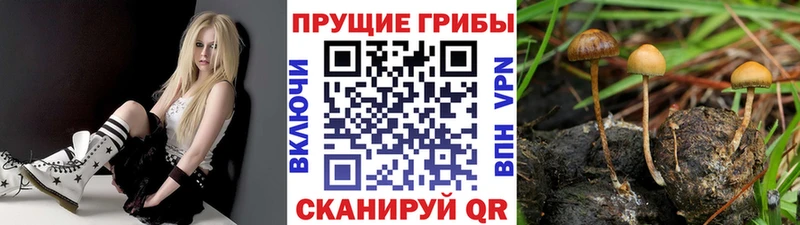 Галлюциногенные грибы Cubensis  Горно-Алтайск 